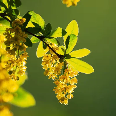 Gymnema Leaf Extract